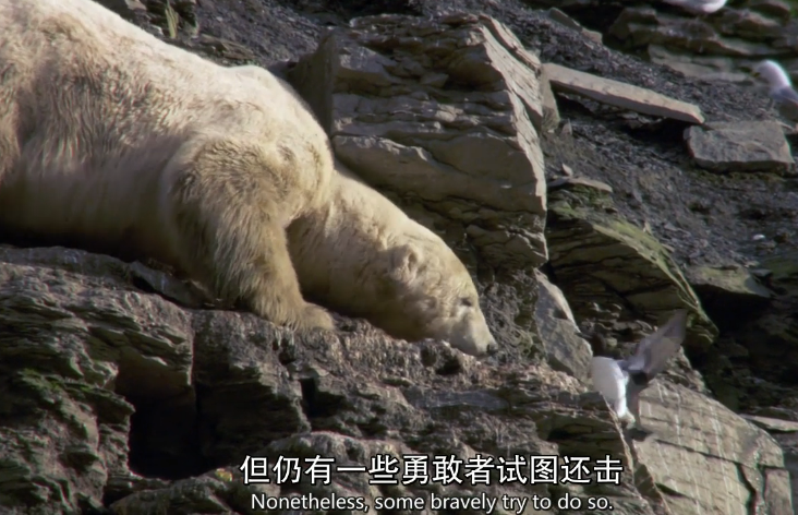 爬山的北极熊与海鸠